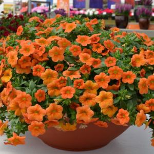 Calibrachoa